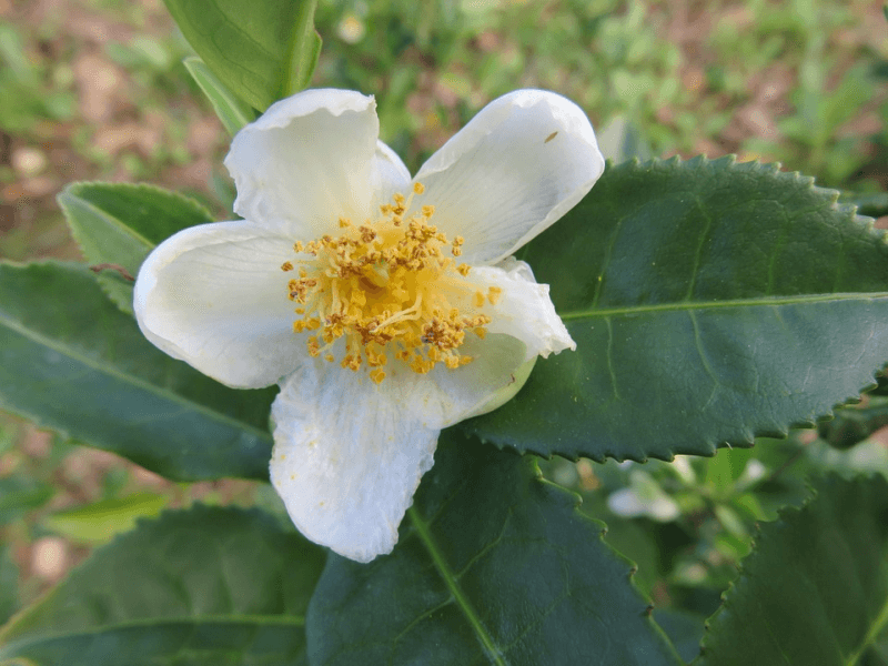 A camellia plant in bloom