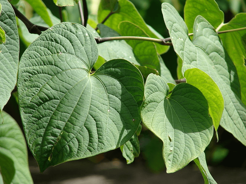 A close up shot of the kava plant