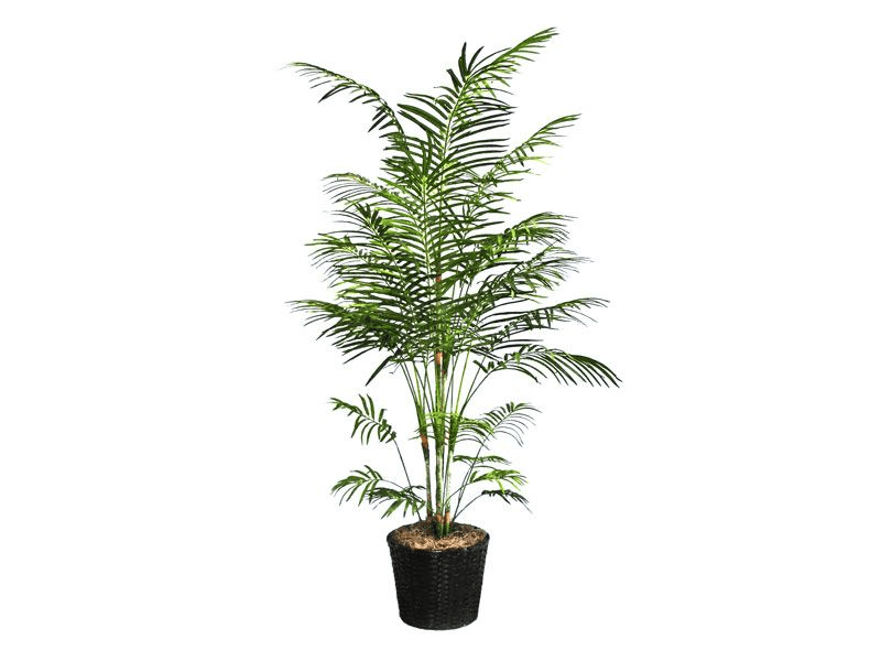 potted Bamboo Palm tree on white background