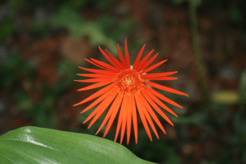 closeup of red orange Barberton Daisy bloom