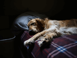 sleepy dog in bed