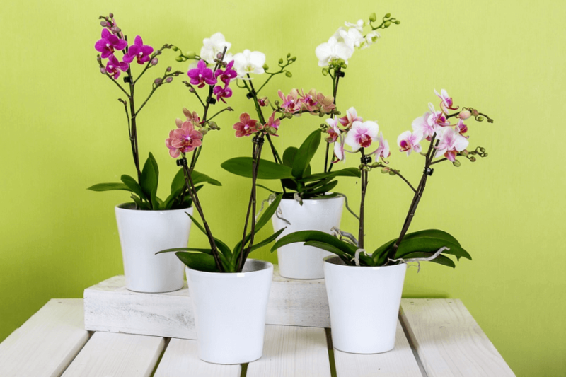 Four potted, pet-friendly moth orchids on a table 