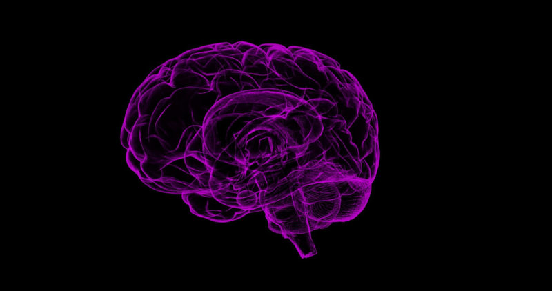 illustration of purple brain on black background